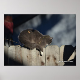 Katze auf Zaun (13) Plakat