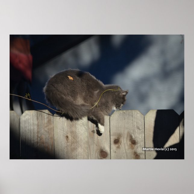 Katze auf Zaun (13) Plakat (Vorne)