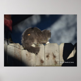 Katze auf Zaun (15) Plakat