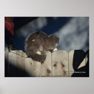 Katze auf Zaun (15) Plakat
