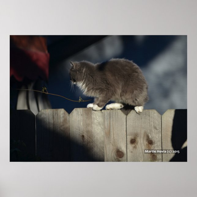 Katze auf Zaun (19) Plakat (Vorne)