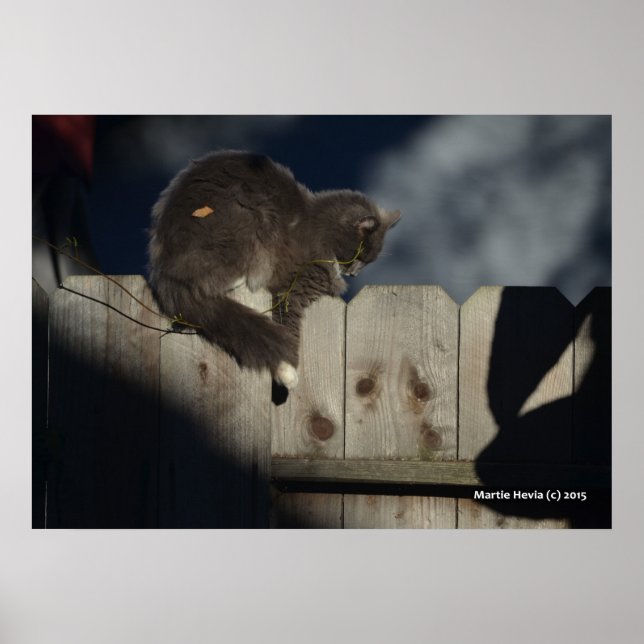 Katze auf Zaun (1) Plakat (Vorne)