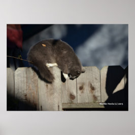 Katze auf Zaun (4) Plakat