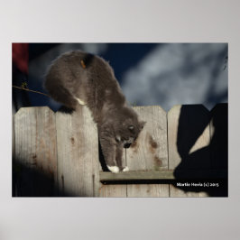 Katze auf Zaun (6) Plakat