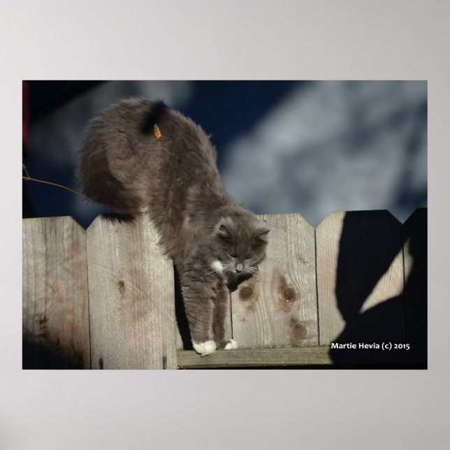 Katze auf Zaun (8) Plakat (Vorne)