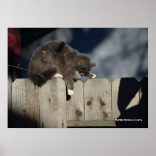 Katze auf Zaun (9) Plakat