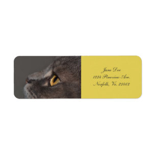 Katze Auge-Makro durch Shirley Taylor