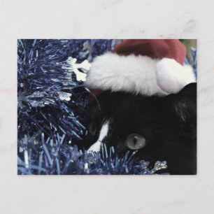 Katze bereit, hinter blauem Tinkel zu stoßen, verb Postkarte