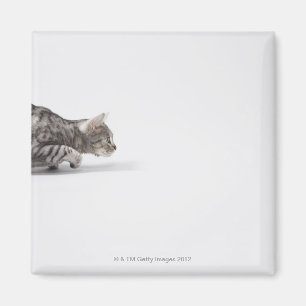 Katze bereit sich zu stürzen magnet