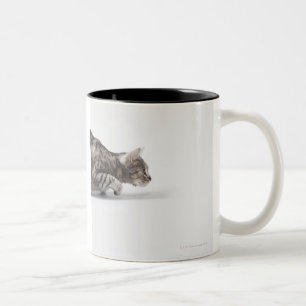 Katze bereit sich zu stürzen zweifarbige tasse