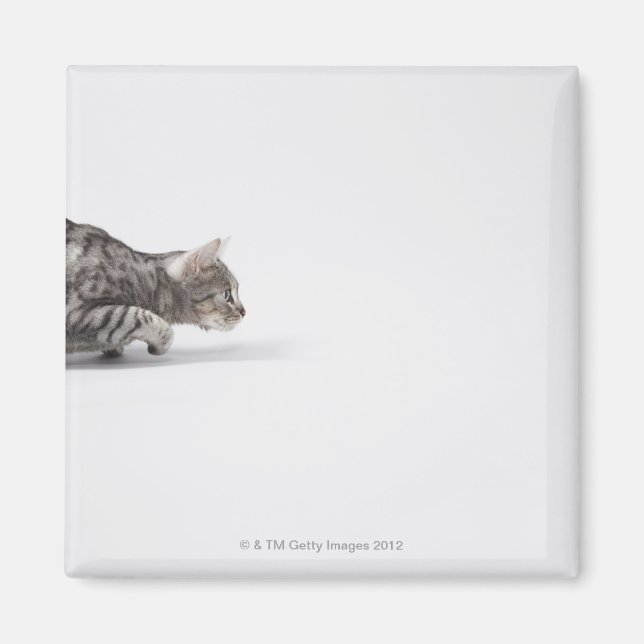 Katze bereit zum Ausstoßen Magnet (Vorne)
