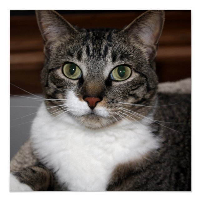 Katze Blick auf You/Pet Tabby Cat Face Foto Poster (Vorderseite)