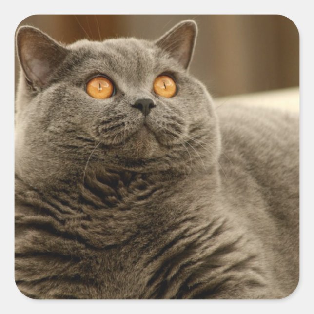 Katze: British Shorthair Cat Quadratischer Aufkleber (Vorderseite)