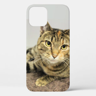 Katze Case-Mate iPhone Hülle
