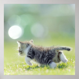 Katze, die auf dem Grasfeld läuft. Poster