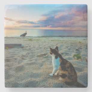 Katze, die auf einem Strand sitzt Steinuntersetzer