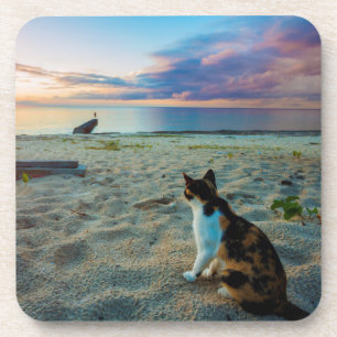 Katze, die auf einem Strand sitzt Untersetzer
