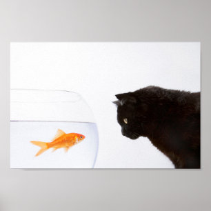 Katze, die auf Goldfisch starrt Poster