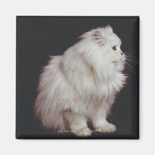 Katze, die auf schwarzem Hintergrund, Nahaufnahme Magnet