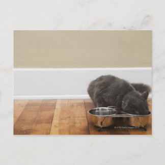 Katze, die aus der Schüssel frisst Postkarte