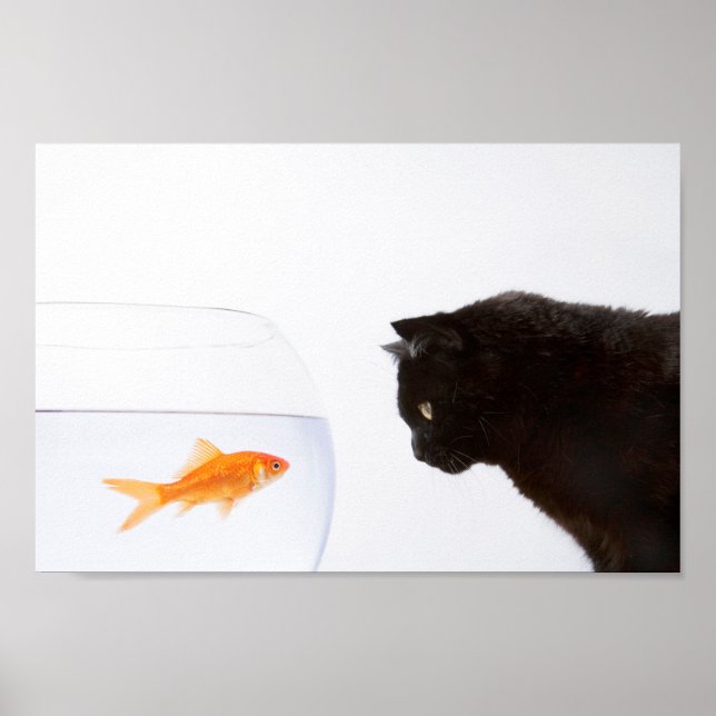 Katze, die den Goldfisch-Druck anstarrt Poster (Vorne)