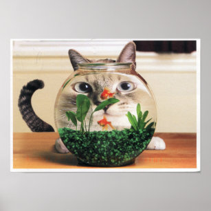 Katze, die durch eine Fischschüssel guckt Poster