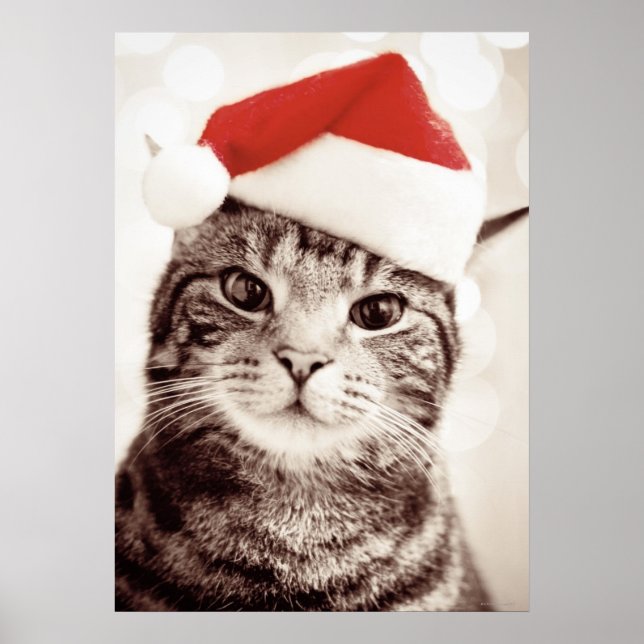 Katze, die einen roten Weihnachtshut trägt Poster (Vorne)