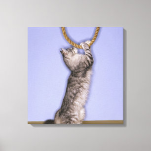 Katze, die für Seil erreicht Leinwanddruck