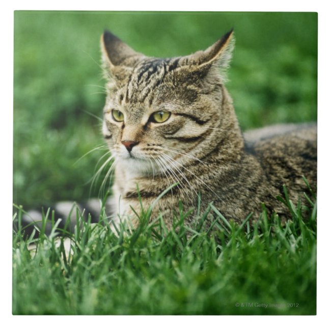 Katze, die im Gras liegt Fliese (Vorderseite)