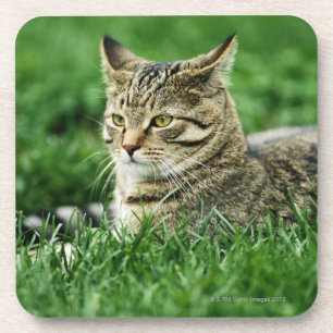 Katze, die im Gras liegt Untersetzer