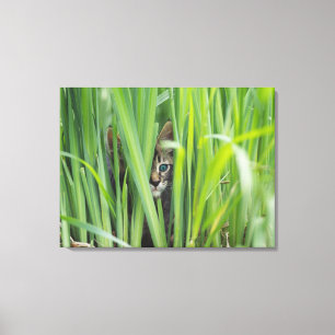 Katze, die im Gras sich versteckt Leinwanddruck