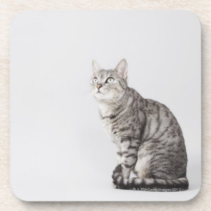 Katze, die oben schaut untersetzer