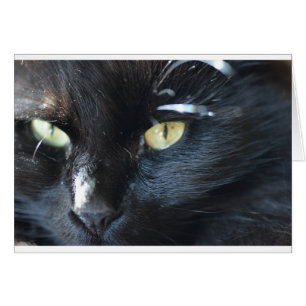 Katze, die Sie mustert