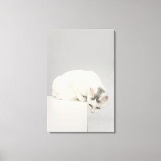 Katze, die über eine Kante schaut Leinwanddruck