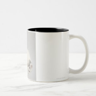 Katze, die über einem Rand schaut Zweifarbige Tasse