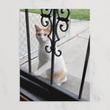 Katze, die wirklich hereinkommen möchte Postkarte