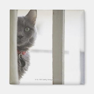 Katze durch Fenster Magnet