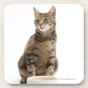 Katze durch Schüssel Untersetzer