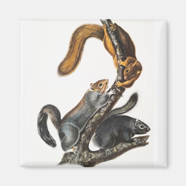 Katze-Eichhörnchen (Sciurus cinereus) Illustration Magnet (Vorne)