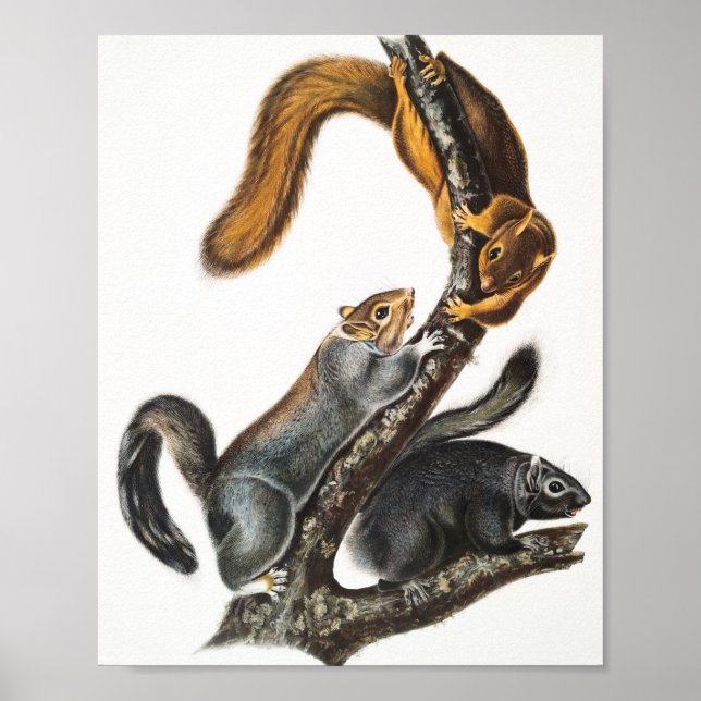 Katze-Eichhörnchen (Sciurus cinereus) Illustration Poster (Vorne)