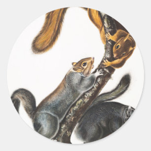 Katze-Eichhörnchen (Sciurus cinereus) Illustration Runder Aufkleber