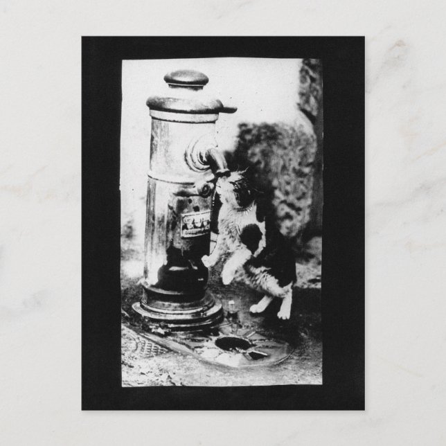 Katze erfrischend im Brunnen Postkarte (Vorderseite)