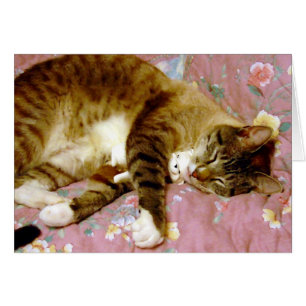 Katze, Fake