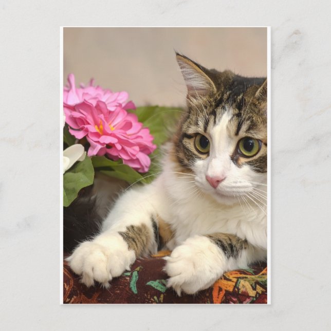 Katze Feiertagspostkarte (Vorderseite)
