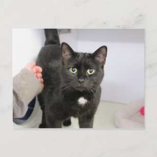 Katze Feiertagspostkarte