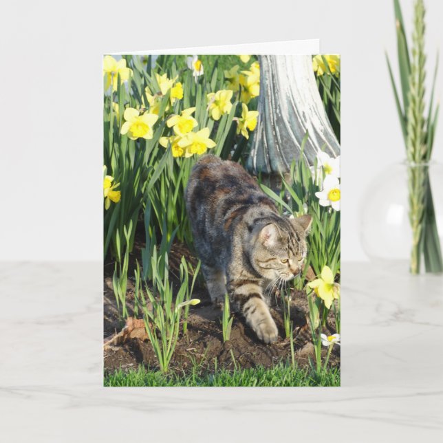 Katze, Fell oder Spiel, Geburtstag Karte (Vorderseite)