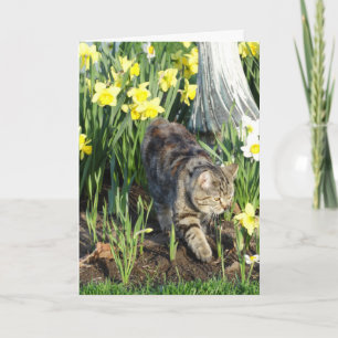 Katze, Fell oder Spiel, Geburtstag Karte