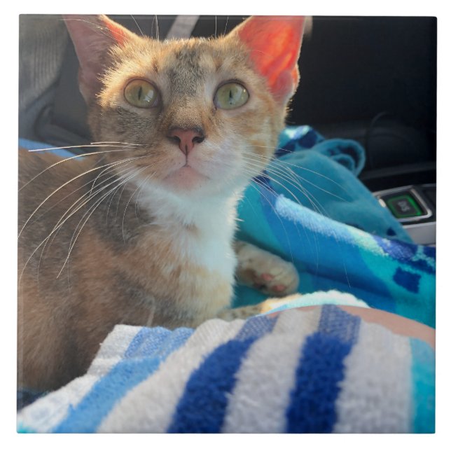 Katze Fliese (Vorderseite)