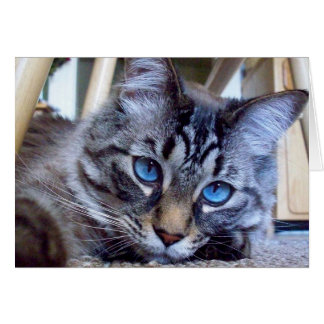 Katze flüstert Bucheinband-Bild