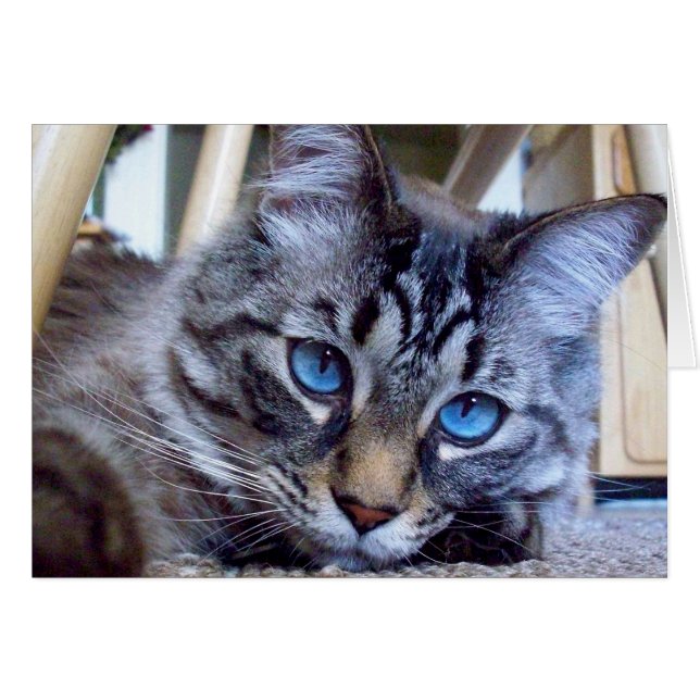 Katze flüstert Bucheinband-Bild (Vorderseite (Horizontal))